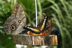 Klein Costa Rica vlindertuin bezoeken