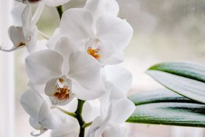 Orchideeënhoeve bezoeken
